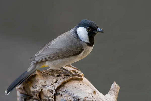 Ein Weißohr Oder Weißwangenbulbul Pycnonotus Leucotis Hockt Auf Baumstämmen — Stockfoto