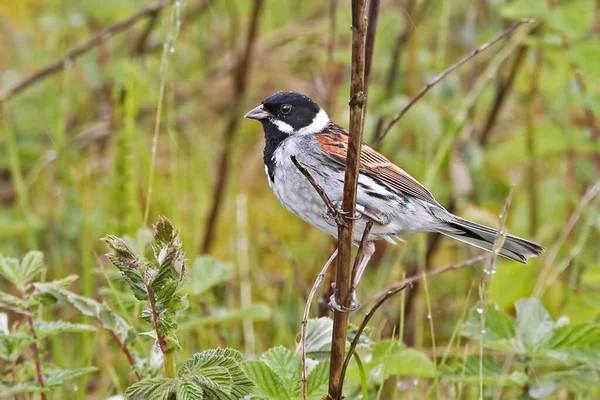 Common Reed Bunting Emberiza Schoeniclus Perched Wetlands — Stock Photo, Image