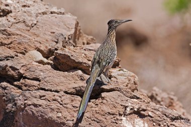 Bir Greater Roadrunner, Geococcyx californianus, kayalara tünemiş