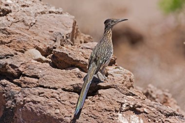 A Greater Roadrunner, Geococcyx californianus, perched on rocks clipart