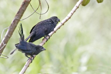 Pürüzsüz gagalı Ani, Crotophaga ani, ağaçta çift.