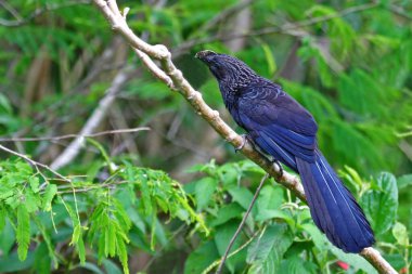 Pürüzsüz gagalı Ani, Crotophaga ani, küçük bir dala tünemiş.