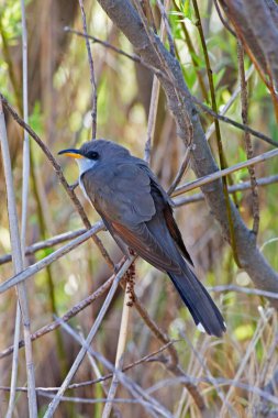 Sarı gagalı bir Cuckoo 'nun dikey hali, Coccyzus americanus,