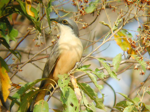 Mangrove Gök Coccyzus Mindre Vilar Buske — Stockfoto