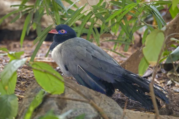 Mercan Gagalı Renauld Ground Cuckoo Carpococcyx Renauldi Dinlendirici — Stok fotoğraf