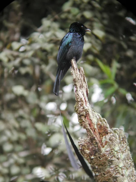 Függőleges Egy Kisebb Ütő Farkú Drongo Dicrurus Remifer Sügér — Stock Fotó