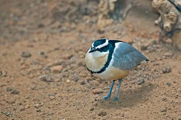 Egyptský Plover Pluvianus Aegyptius Zblízka — Stock fotografie