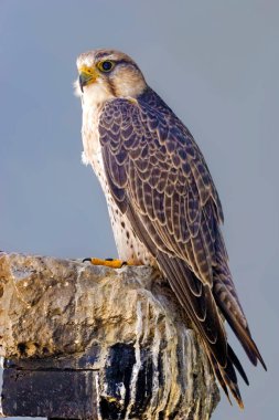 A Lanner Falcon, Falco biarmicus, perched on a rock clipart