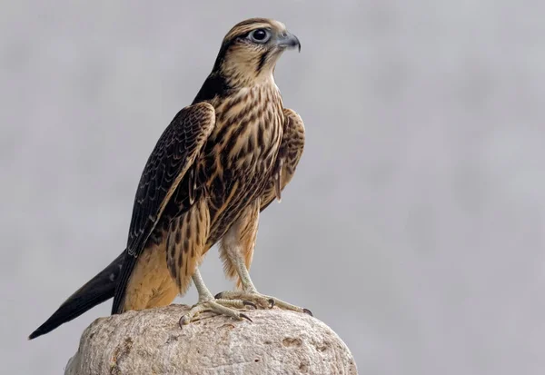 Falco Lagger Falco Jugger Appollaiato Una Roccia — Foto Stock