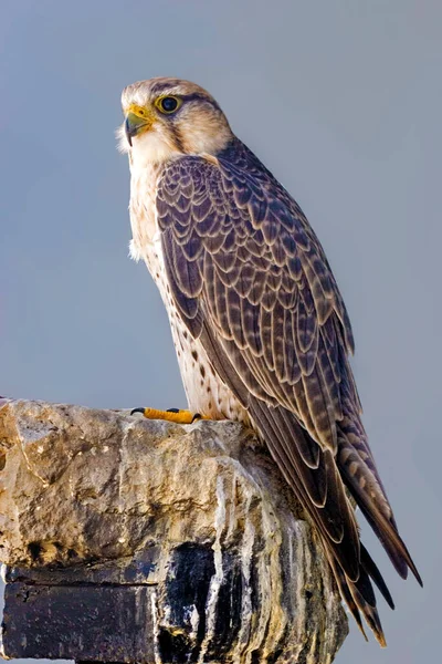 Falcão Lanner Falco Biarmicus Empoleirado Sobre Uma Rocha — Fotografia de Stock