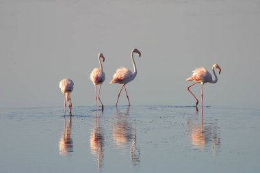 Büyük Flamingo, Phoenicopterus gülü, dalış yapan kuşlar