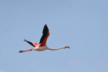 Bir Büyük Flamingo, Phoenicopterus gülü, uçuyor.