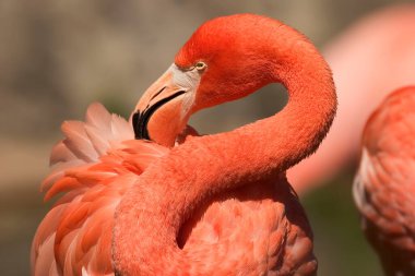 Bir Amerikan ya da Karayip Flamingosu, Phoenicopterus ruber, yakın görüş