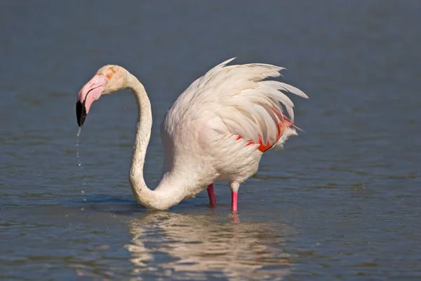 Större Flamingo Phoenicopterus Roseus Vattnet — Stockfoto