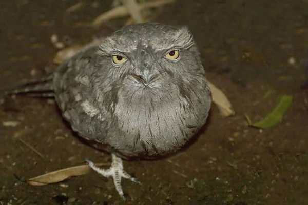 一个Tawny Frogmouth Podargus Strigoides — 图库照片