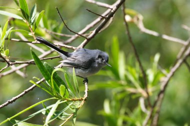 Bir Kadın Maskeli Kapan, Polioptila Dumicola, tünemiş