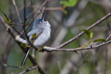 Mavi-gri bir Gnatcatcher, Polioptila caerulea, dal üzerine tünemiş