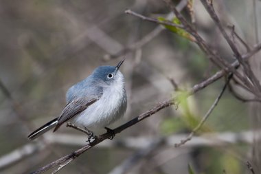 Mavi-gri bir Gnatcatcher, Polioptila caerulea, şubede