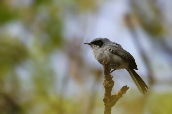 Мужчина Маске Gnatcatcher Polioptila Dumicola Сидел Ветке — стоковое фото