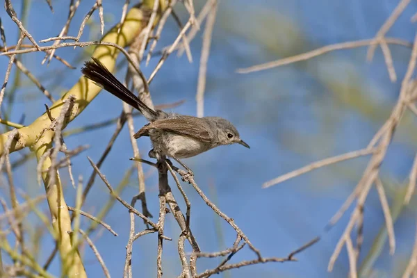 Μια Μαύρη Ουρά Gnatcatcher Polioptila Melanura Σκαρφαλωμένη — Φωτογραφία Αρχείου