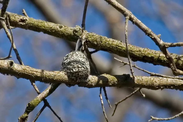 Mavi Gri Bir Gnatcatcher Polioptila Caerulea Yuvada — Stok fotoğraf