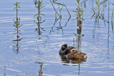 Bir çift Eared Grebe, Podiceps nigricollis