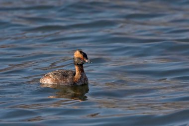 Boynuzlu bir yunus manzarası, Podiceps auritus, gevşemiş