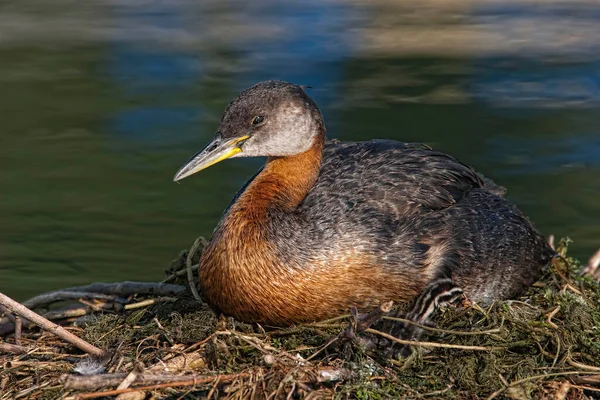 Blick Auf Rothalstaucher Podiceps Grisegena Nistende Erwachsene Und Küken — Stockfoto