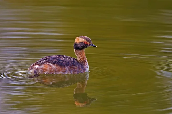 Horned Grebe Podiceps Auritus Swimming — Stock Photo, Image