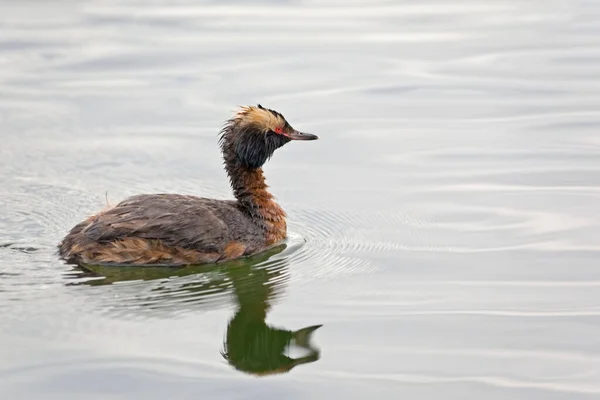 Widok Rogaty Grebe Podiceps Auritus Pływanie — Zdjęcie stockowe