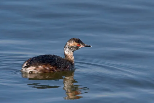 Uma Vista Grebe Com Chifres Podiceps Auritus Água — Fotografia de Stock