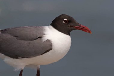 Gülen Martı, Leucophaeus atricilla, yakın görüş.