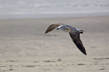 Bir Gülen Martı, Leucophaeus atricilla, uçuşta