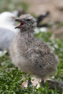Ring 'in dikey yakın çekimi Martı, Larus delawarensis, civciv
