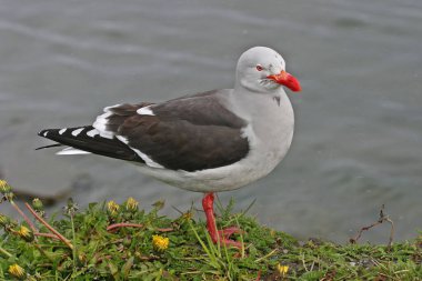 Bir Yunus Martı, Leucophaeus suyla skor yapıyor.