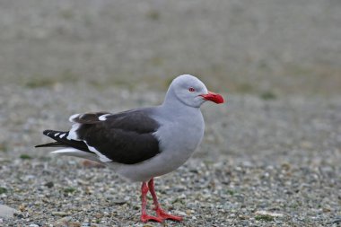 Bir Dolphin Gull, Leucophaeus plajda sayı yapıyor.