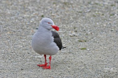 Bir Dolphin Gull, Leucophaeus sayı yapıyor, sahilde duruyor.