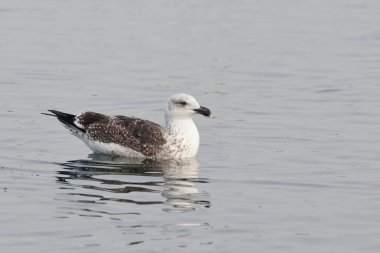 Kara sırtlı bir martı, Larus marinus, su üzerinde.