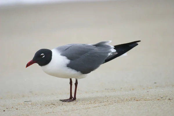 Nevető Sirály Leucophaeus Atricilla Felnőtt Strandon — Stock Fotó