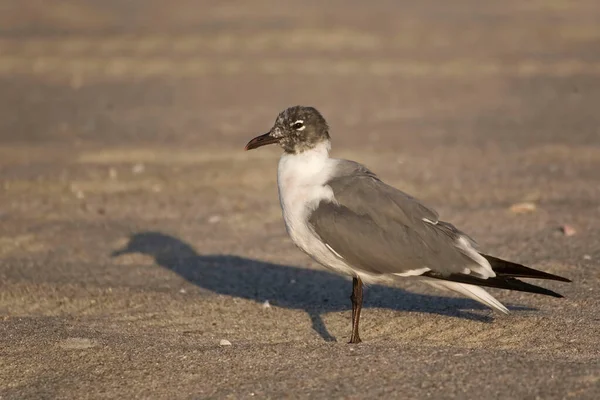 Mouette Rieuse Leucophaeus Atricilla Relaxante — Photo