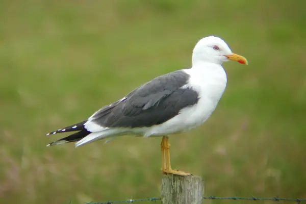Lesser Black Backed Gull Larus Fuscus Perched Post — Stock Photo, Image