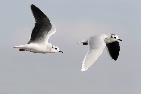 Kilátás Little Sirály Hydrocoloeus Minutus Pár Repülés Közben — Stock Fotó