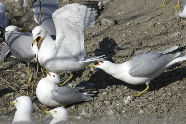 Kilátás Ring Számlázott Sirály Larus Delawarensis Civakodás Fészekrakó Terület — Stock Fotó