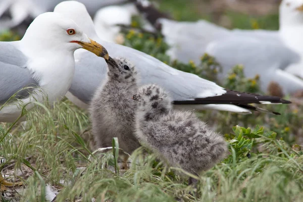 Ringgel Borított Sirály Larus Delawarensis Két Fióka Etetése — Stock Fotó