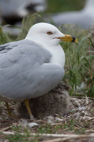 Felnőttkori Gyűrűs Sirály Larus Delawarensis Óvó Tyúk — Stock Fotó