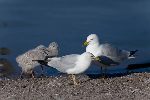 Kilátás Ring Számlázott Sirály Larus Delawarensis Pár Csibék — Stock Fotó