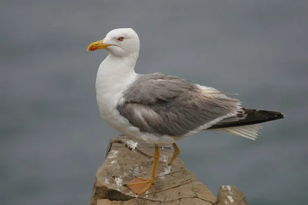 Una Gaviota Patas Amarillas Larus Michahellis Con Pie Perdido —  Fotos de Stock