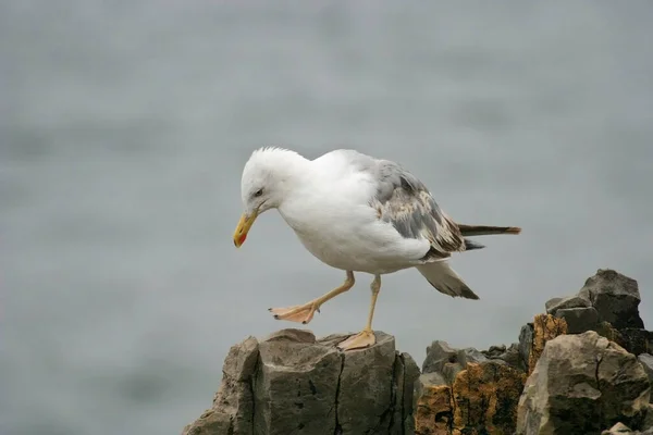 Una Gaviota Patas Amarillas Larus Michahellis Encaramada —  Fotos de Stock