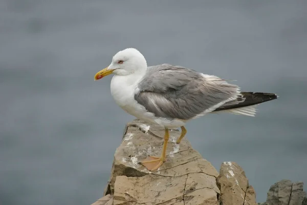 Yellow Legged Gull Larus Michahellis Missing Leg — Stock Photo, Image