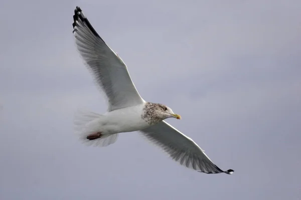 Egy Amerikai Hering Sirály Larus Smithsonianus Repülő — Stock Fotó